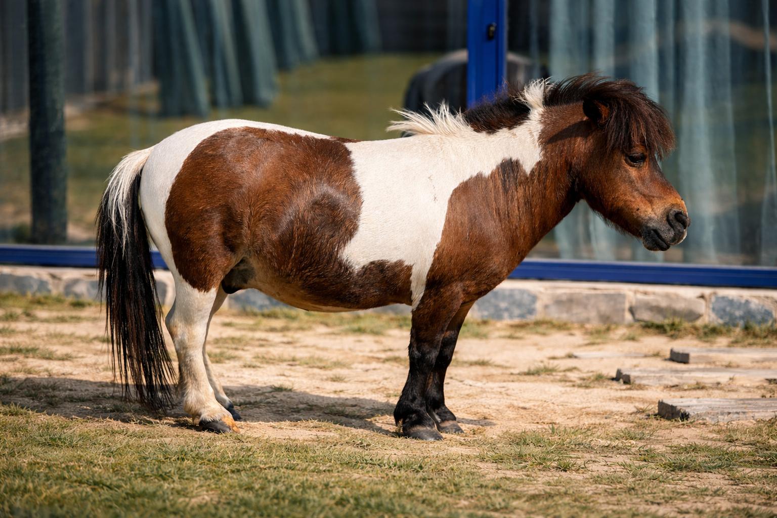 Piscina y exteriores de las suites en heart & ponie