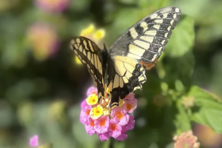 Escapadas silenciosas: lugares donde no oyes nada más que naturaleza