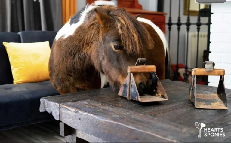 Un fin de semana en compañía de nuestro poni